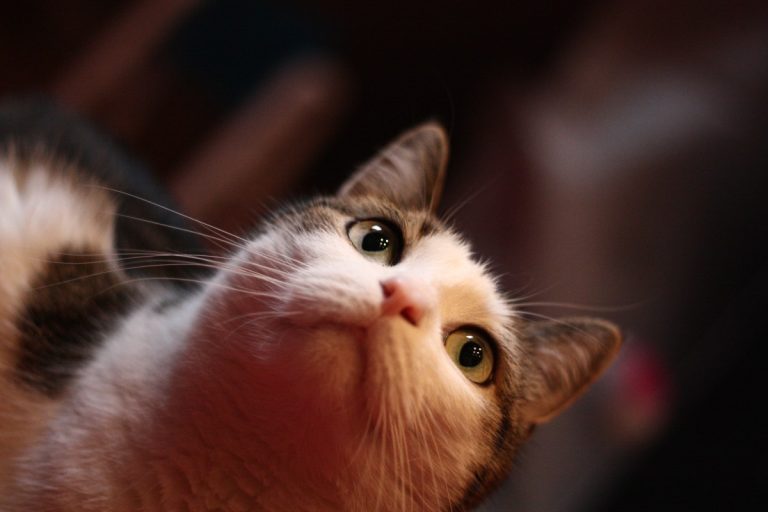 Hendrich - Design & Fotografie - Haustier Cosmo